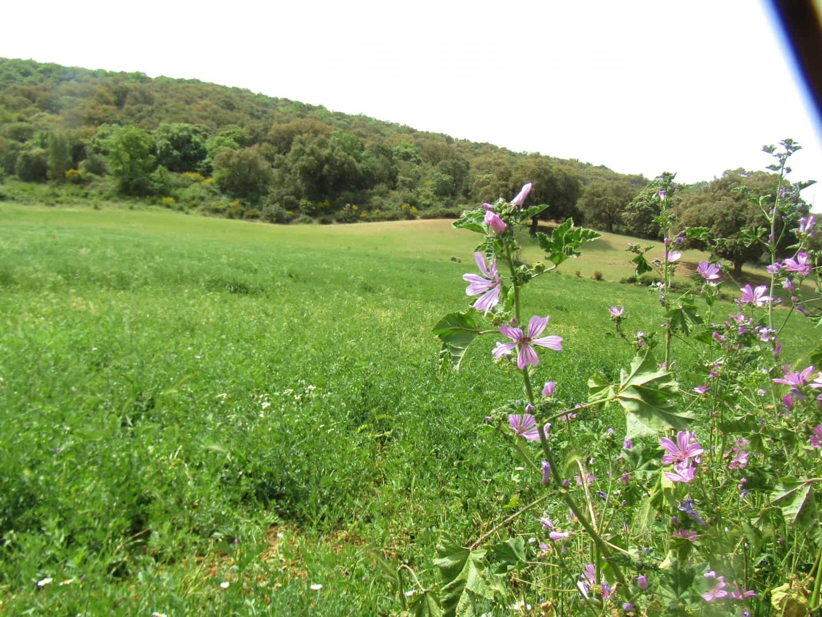 4 soveværelse Finca/Landehus til salg i Alhama de Granada - € 849.000 (Ref: 8635372)