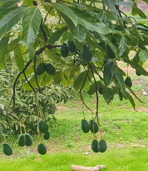 2 soveværelse Finca/Landehus til salg i Coin med garage - € 329.000 (Ref: 8669156)