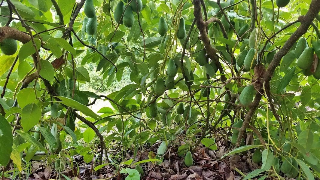 2 soveværelse Finca/Landehus til salg i Coin med garage - € 329.000 (Ref: 8669156)