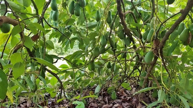 2 soveværelse Finca/Landehus til salg i Coín med garage - € 329.000 (Ref: 8669156)