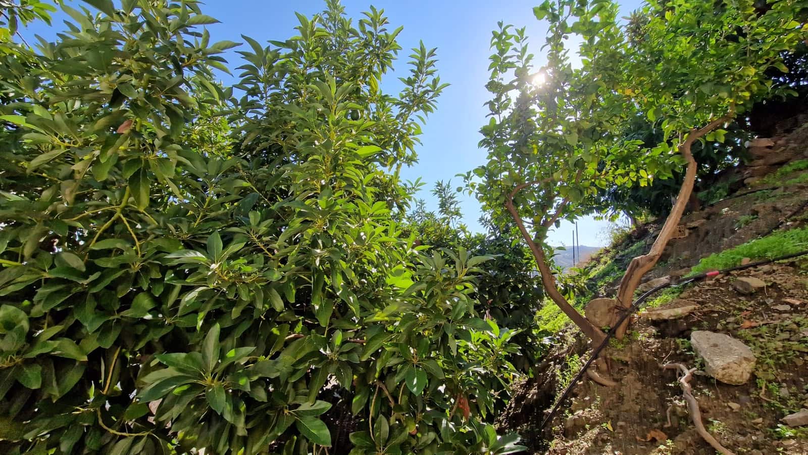 3 soveværelse Byhus til salg i Almachar med garage - € 220.000 (Ref: 8671416)