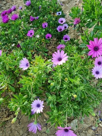 3 sovrum Finca/Hus på landet till salu i Alcaucín med pool garage - 374 950 € (Ref: 8828212)