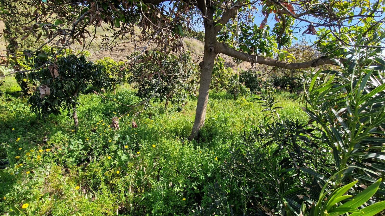 3 soveværelse Finca/Landehus til salg i Benamargosa - € 350.000 (Ref: 8828213)