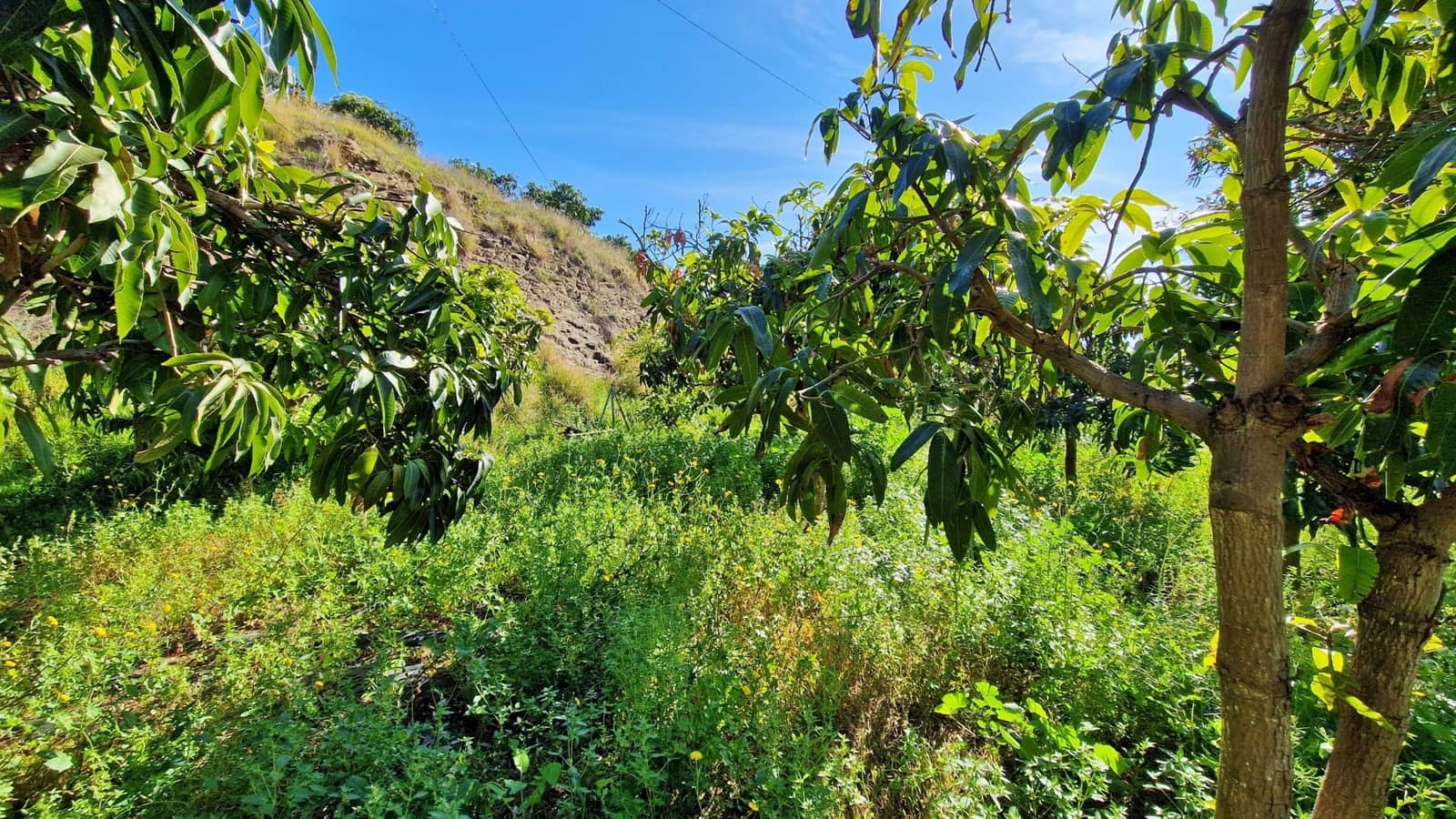 3 soveværelse Finca/Landehus til salg i Benamargosa - € 350.000 (Ref: 8828213)