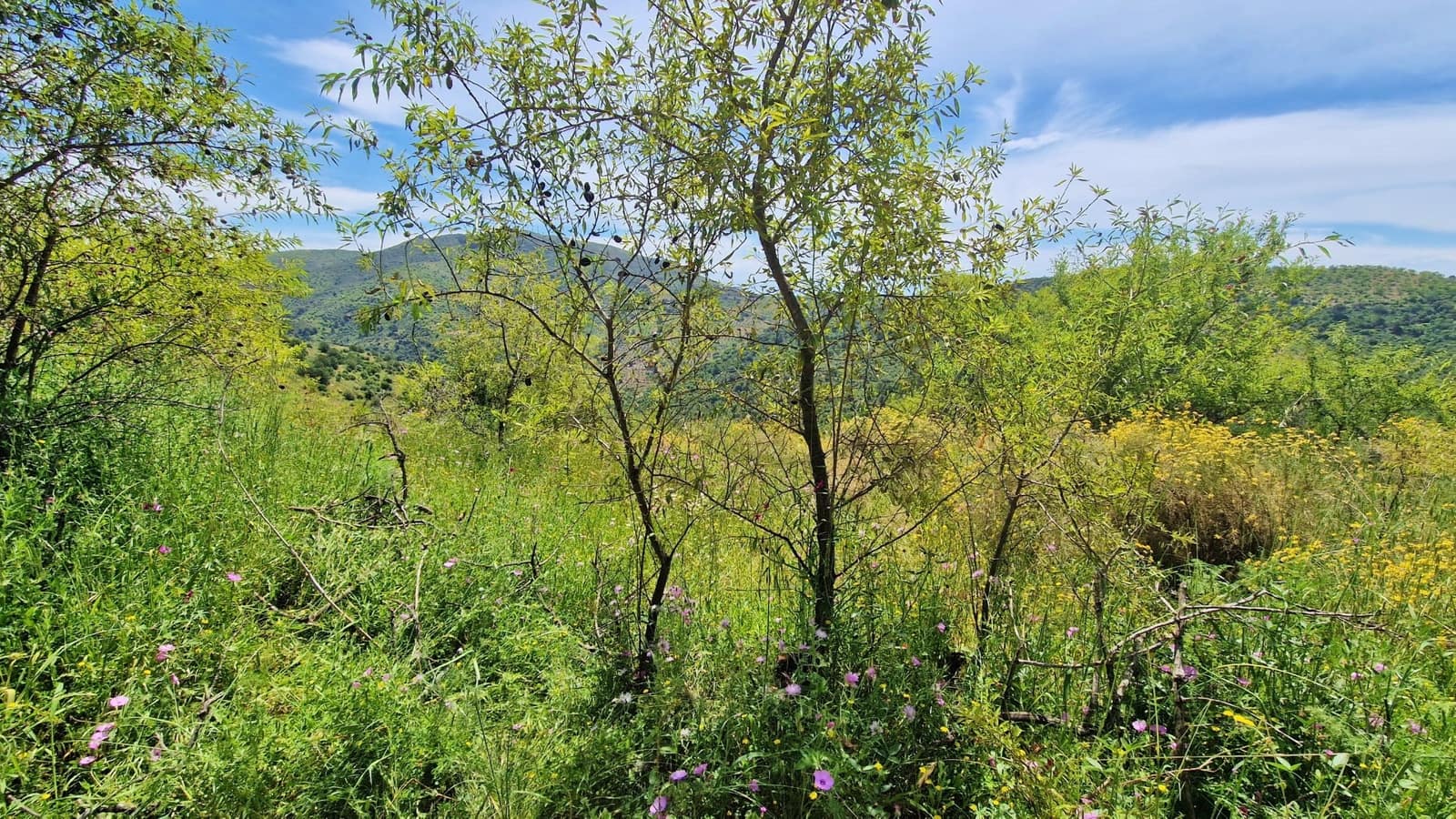 3 soveværelse Finca/Landehus til salg i Malaga by - € 375.000 (Ref: 9000400)