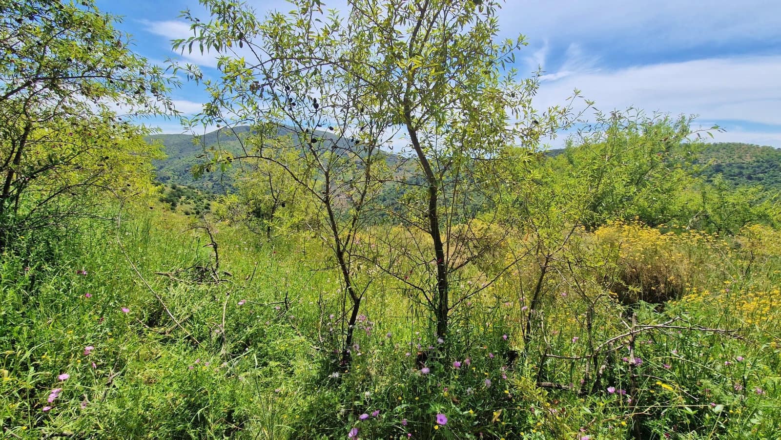 3 soverom Finca/Herregård til salgs i Malaga by - € 375 000 (Ref: 9000400)