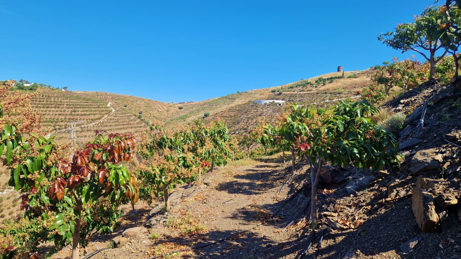 4 chambre Finca/Maison de Campagne à vendre à Velez-Malaga avec piscine - 310 000 € (Ref: 9013188)