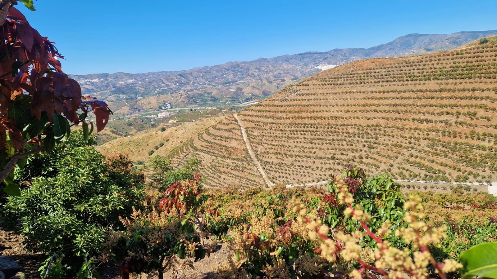 4 chambre Finca/Maison de Campagne à vendre à Velez-Malaga avec piscine - 310 000 € (Ref: 9013188)