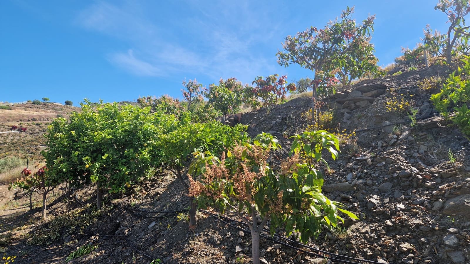 4 chambre Finca/Maison de Campagne à vendre à Velez-Malaga avec piscine - 310 000 € (Ref: 9013188)