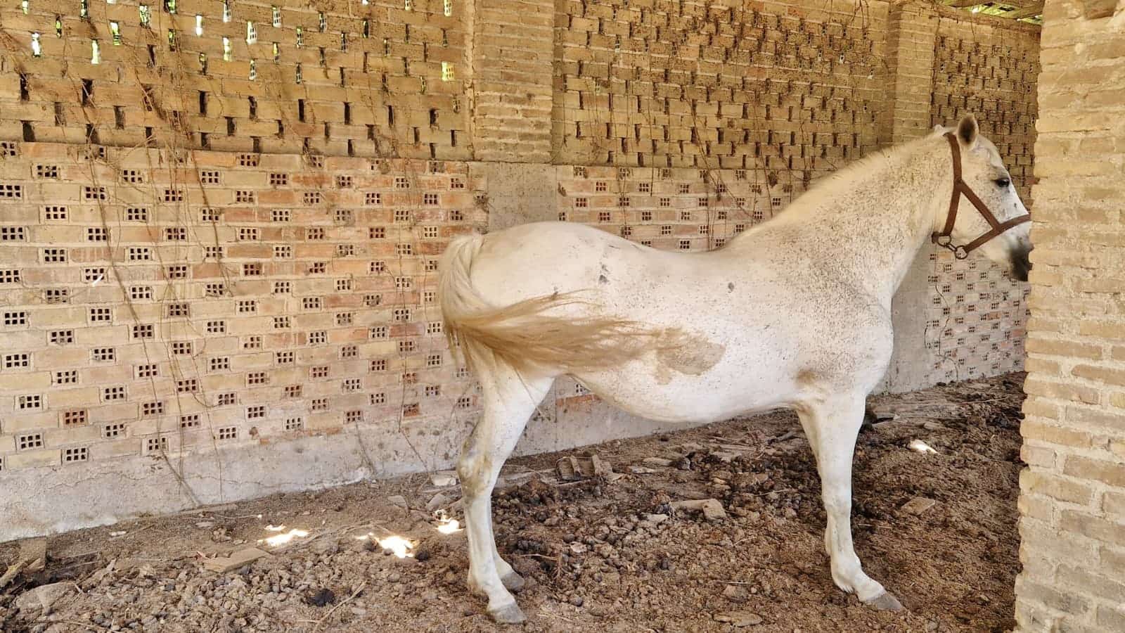 8 quarto Quinta/Casa Rural para venda em Pinos Puente - 210 000 € (Ref: 9264976)