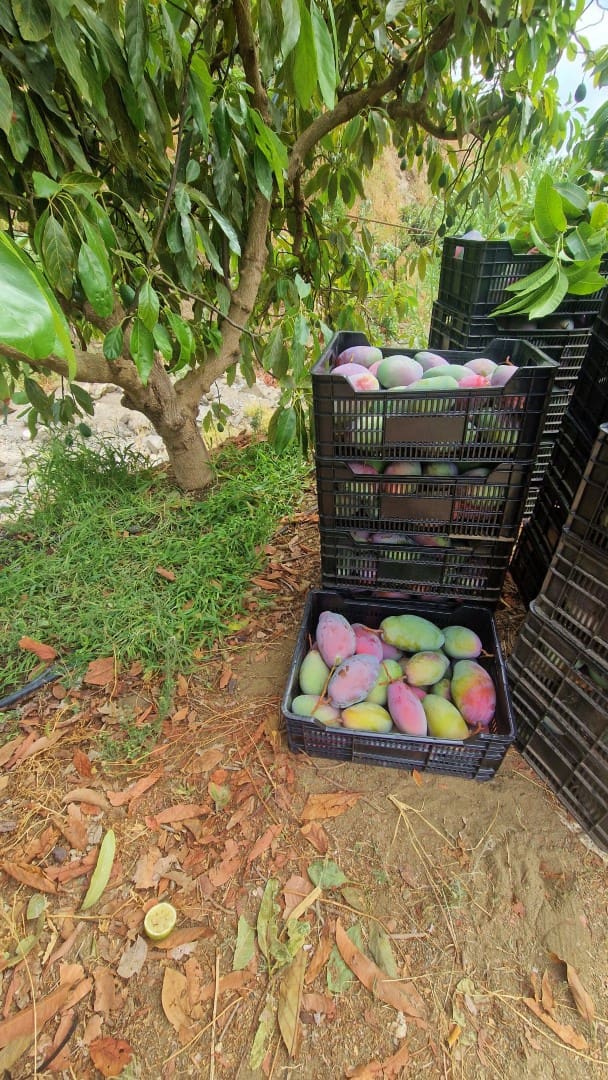 3 soverom Finca/Herregård til salgs i Trapiche med svømmebasseng garasje - € 590 000 (Ref: 9349824)