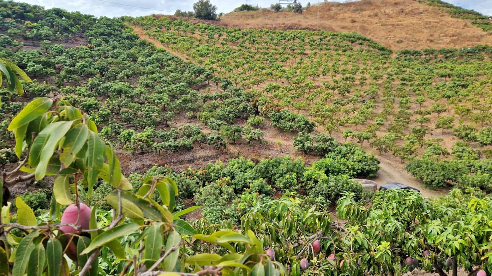 3 soverom Finca/Herregård til salgs i Trapiche med svømmebasseng garasje - € 590 000 (Ref: 9349824)