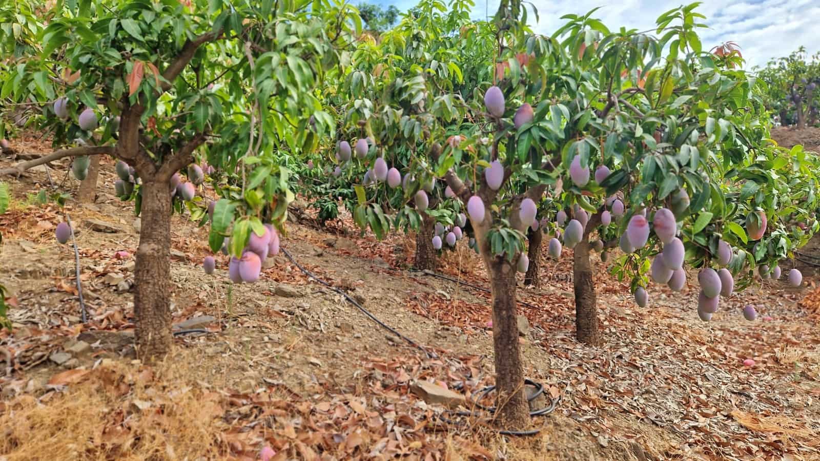 3 soverom Finca/Herregård til salgs i Trapiche med svømmebasseng garasje - € 590 000 (Ref: 9349824)