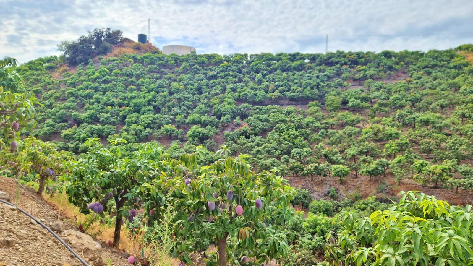 3 soverom Finca/Herregård til salgs i Trapiche med svømmebasseng garasje - € 590 000 (Ref: 9349824)