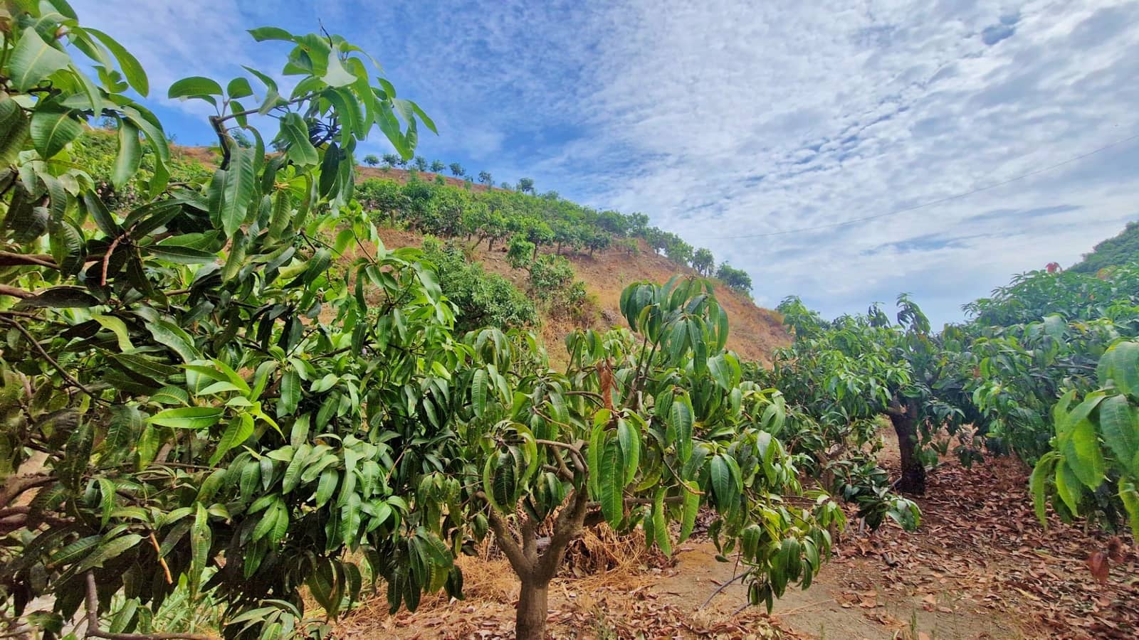 3 soverom Finca/Herregård til salgs i Trapiche med svømmebasseng garasje - € 590 000 (Ref: 9349824)