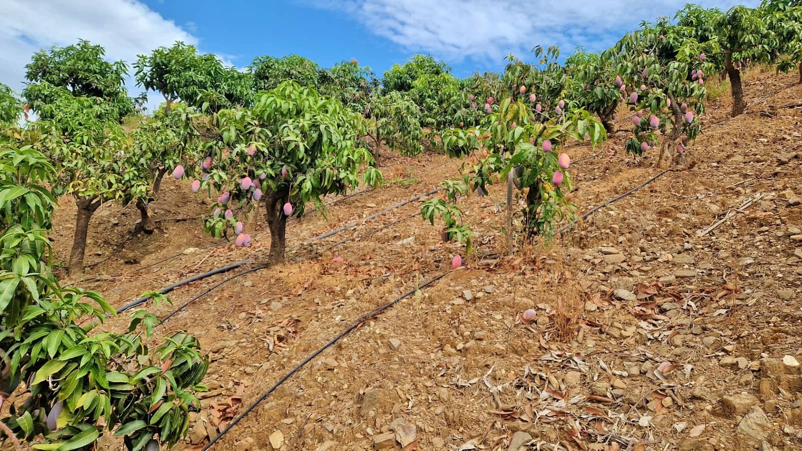 3 soverom Finca/Herregård til salgs i Trapiche med svømmebasseng garasje - € 590 000 (Ref: 9349824)