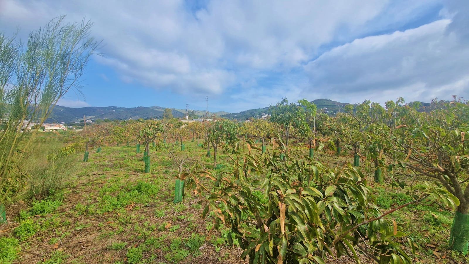 Finca/Casa Rural de 6 habitaciones en Cajiz en venta con garaje - 749.000 € (Ref: 9689900)