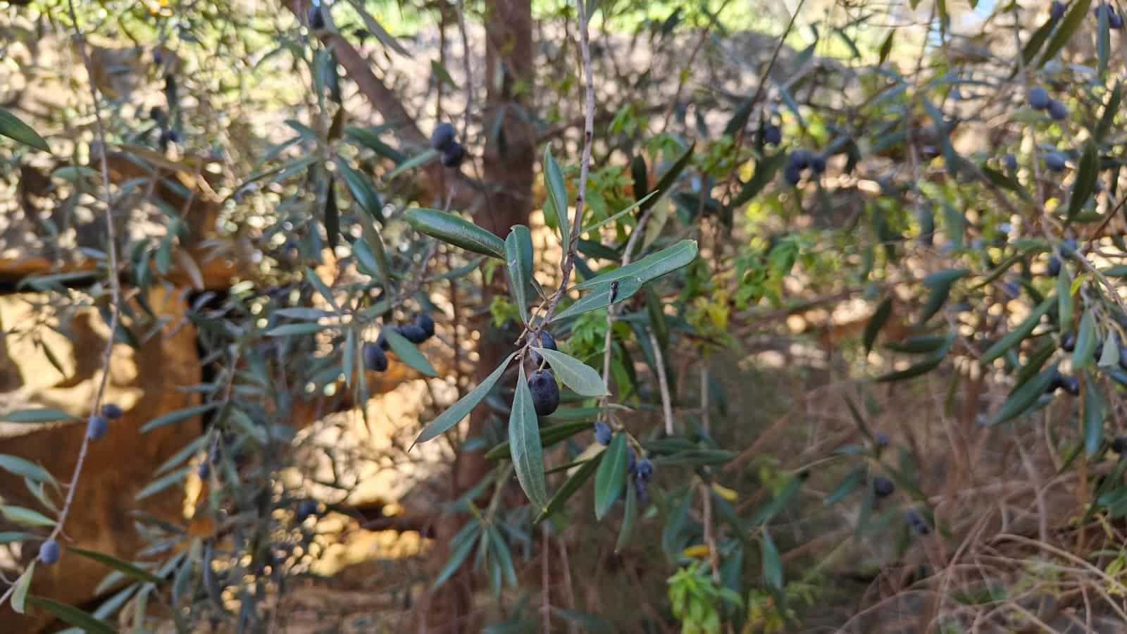 2 soverom Finca/Herregård til salgs i Riogordo med garasje - € 239 000 (Ref: 9709194)