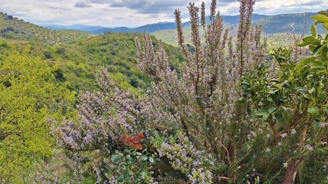 1 Zimmer Finca/Landgut zu verkaufen in Colmenar - 85.000 € (Ref: 9737749)