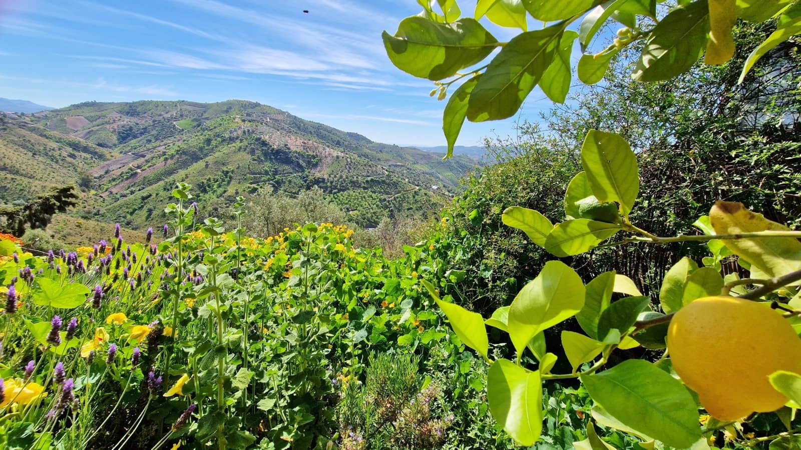 5 soveværelse Finca/Landehus til salg i Los Romanes - € 249.000 (Ref: 9750945)