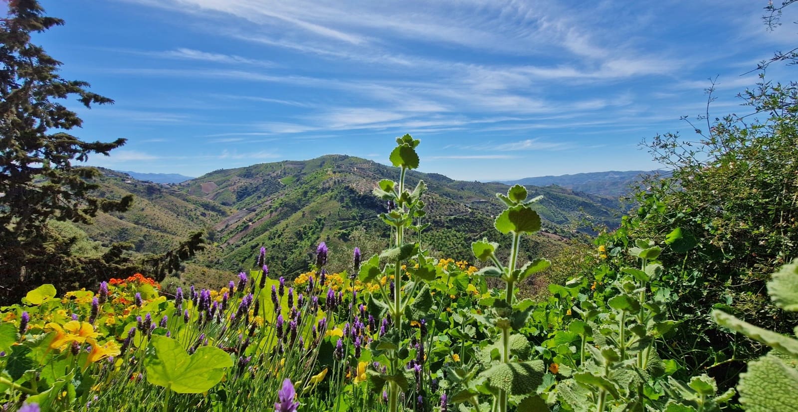 5 soveværelse Finca/Landehus til salg i Los Romanes - € 249.000 (Ref: 9750945)