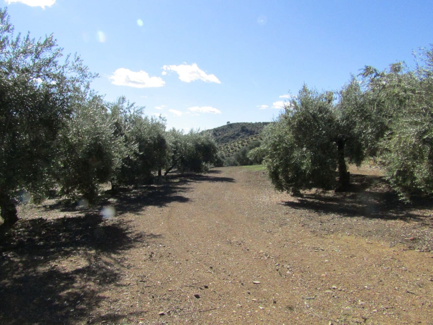 6 soveværelse Finca/Landehus til salg i Adamuz - € 250.000 (Ref: 9854712)