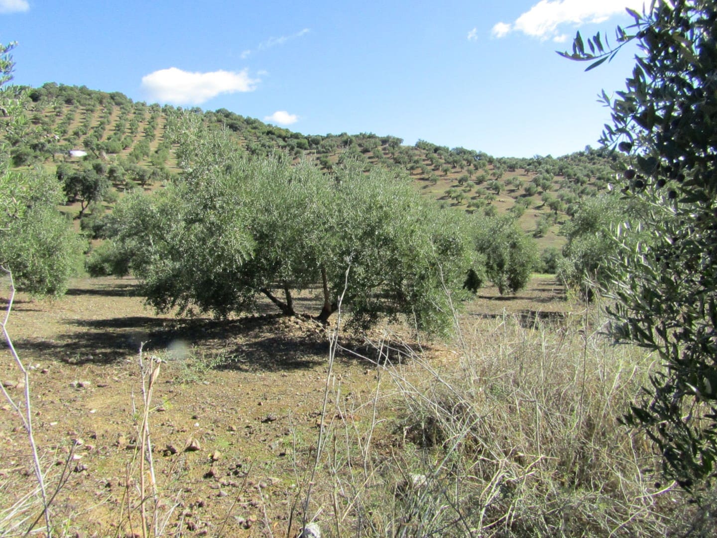 6 soveværelse Finca/Landehus til salg i Adamuz - € 250.000 (Ref: 9854712)