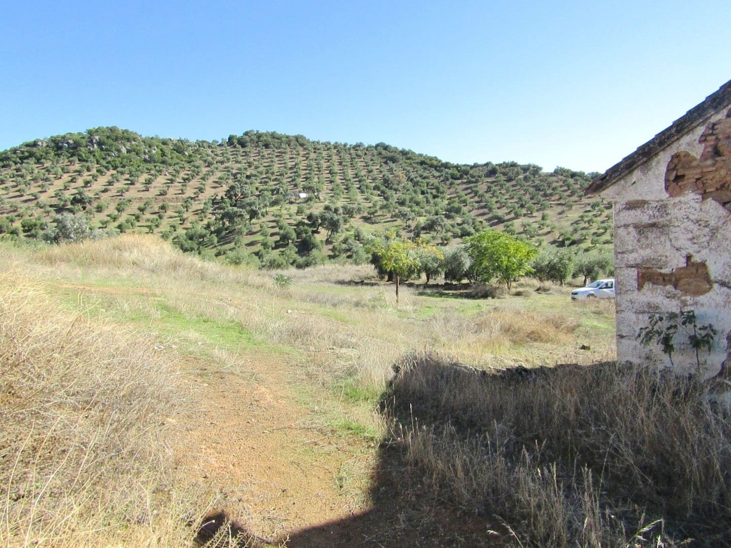 6 soveværelse Finca/Landehus til salg i Adamuz - € 250.000 (Ref: 9854712)