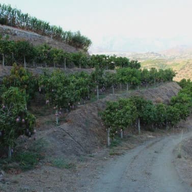 Finca/Casa Rural de 3 habitaciones en Frigiliana en venta con garaje - 365.000 € (Ref: 9898426)