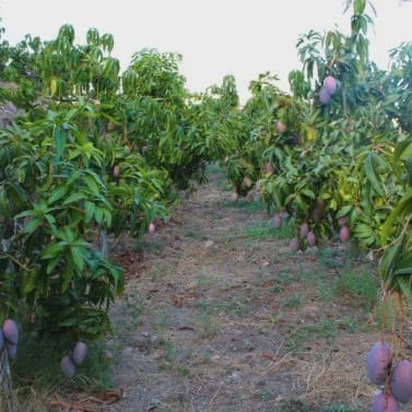 Finca/Casa Rural de 3 habitaciones en Frigiliana en venta con garaje - 365.000 € (Ref: 9898426)