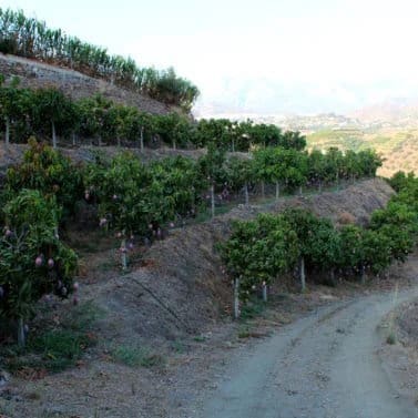 Finca/Casa Rural de 3 habitaciones en Frigiliana en venta con garaje - 365.000 € (Ref: 9898426)