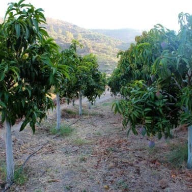 Finca/Casa Rural de 3 habitaciones en Frigiliana en venta con garaje - 365.000 € (Ref: 9898426)