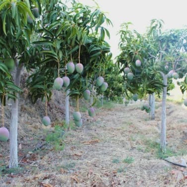 Finca/Casa Rural de 3 habitaciones en Frigiliana en venta con garaje - 365.000 € (Ref: 9898426)