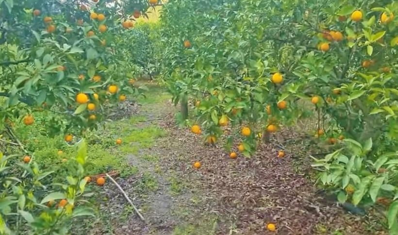 Finca/Casa Rural de 5 habitaciones en Canillas de Aceituno en venta con piscina - 239.000 € (Ref: 9937404)