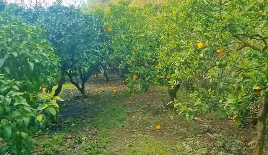 Finca/Casa Rural de 5 habitaciones en Canillas de Aceituno en venta con piscina - 239.000 € (Ref: 9937404)