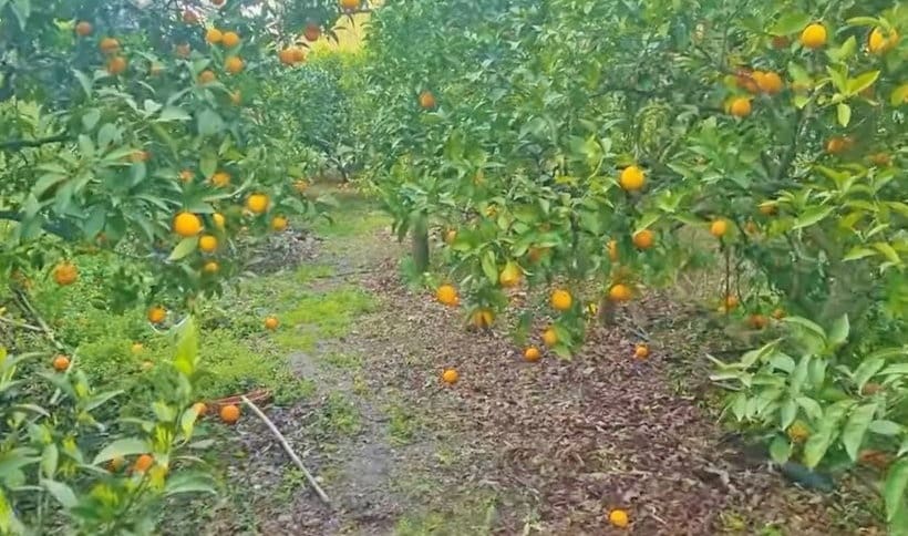 5 slaapkamer Finca/Landhuis te koop in Canillas de Aceituno met zwembad garage - € 239.000 (Ref: 9937404)