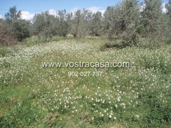 Działka budowlana na sprzedaż w Cheste - 300 000 € (Ref: 8431596)