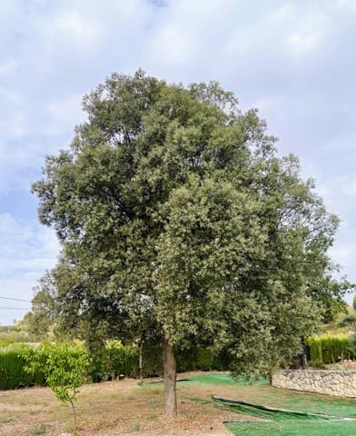 3 quarto Moradia para venda em Alcoy / Alcoi com piscina - 340 000 € (Ref: 9264447)