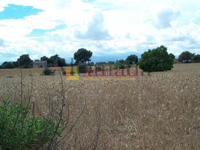 Grond te koop in Muro - € 47.000 (Ref: 3111709)