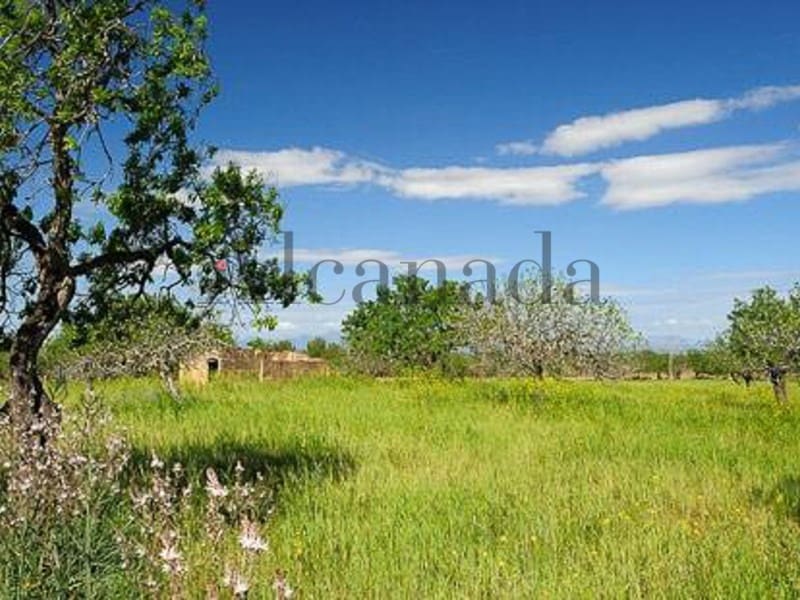 Grunde uden byggetilladelser til salg i Petra - € 480.000 (Ref: 3111721)