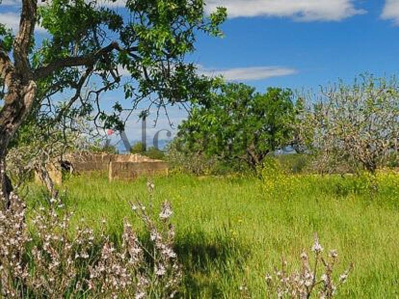 Grunde uden byggetilladelser til salg i Petra - € 480.000 (Ref: 3111721)