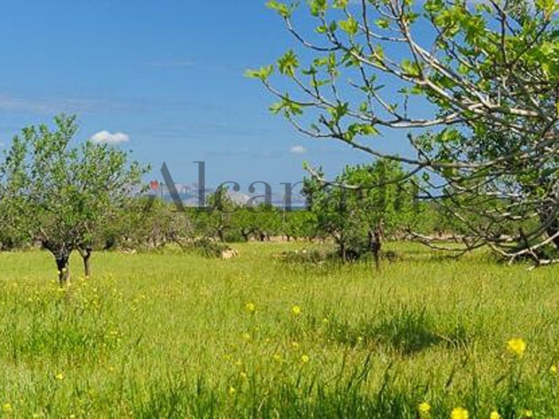 Grunde uden byggetilladelser til salg i Petra - € 480.000 (Ref: 3111721)