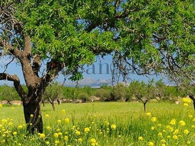 Grond te koop in Petra - € 480.000 (Ref: 3111721)