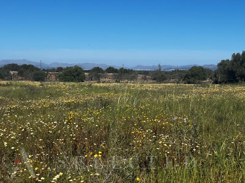 Grunde uden byggetilladelser til salg i Petra - € 480.000 (Ref: 3111721)