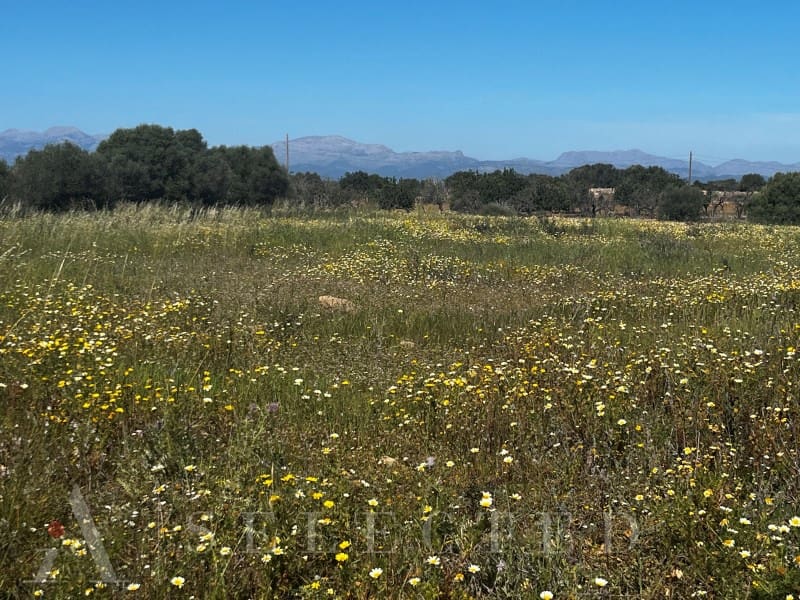 Grunde uden byggetilladelser til salg i Petra - € 480.000 (Ref: 3111721)