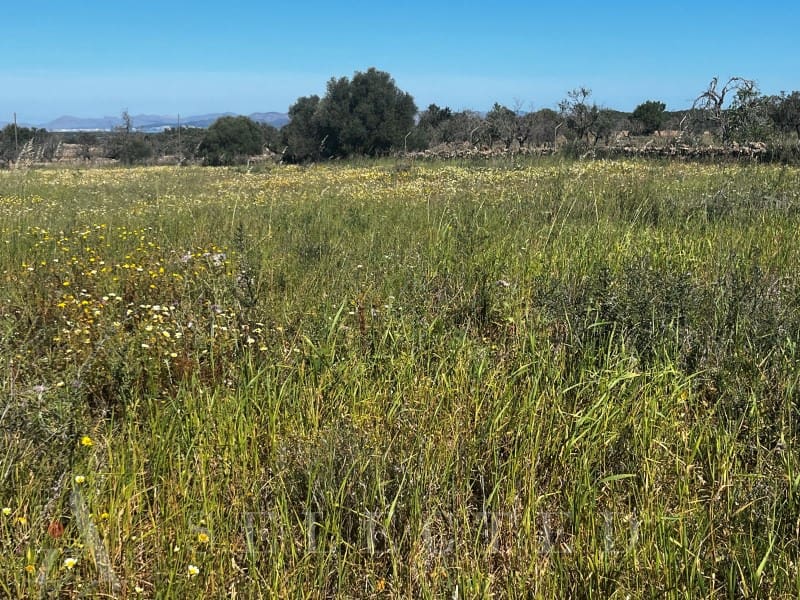 Grunde uden byggetilladelser til salg i Petra - € 480.000 (Ref: 3111721)