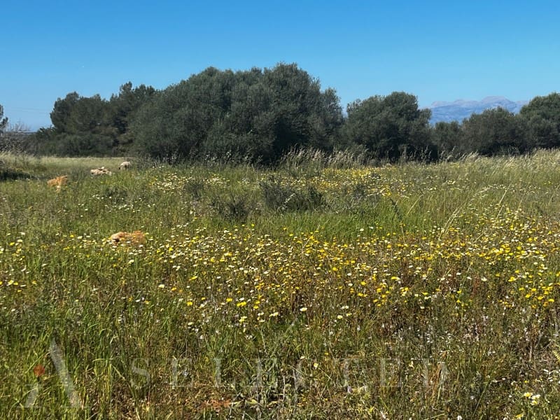 Grunde uden byggetilladelser til salg i Petra - € 480.000 (Ref: 3111721)