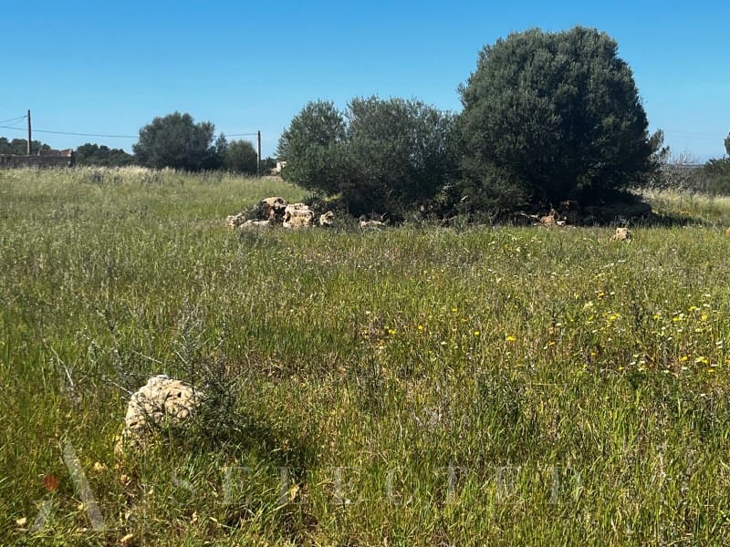 Grunde uden byggetilladelser til salg i Petra - € 480.000 (Ref: 3111721)