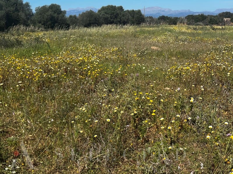 Grunde uden byggetilladelser til salg i Petra - € 480.000 (Ref: 3111721)