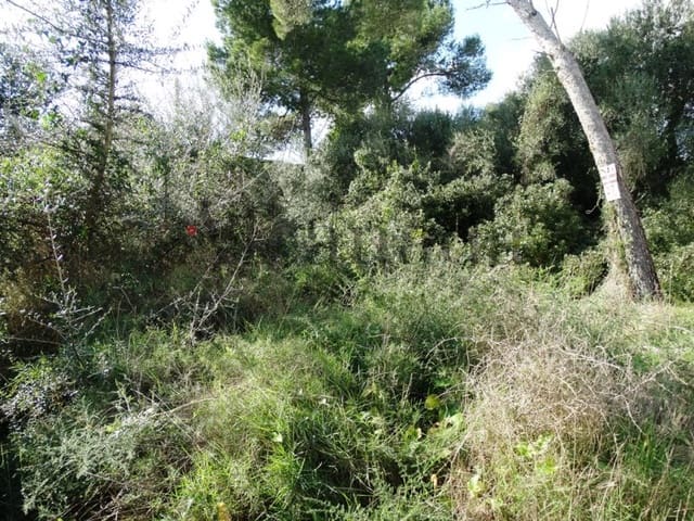Building Plot for sale in Ca'n Picafort, Santa Margalida - € 204,500 (Ref: 3324911)